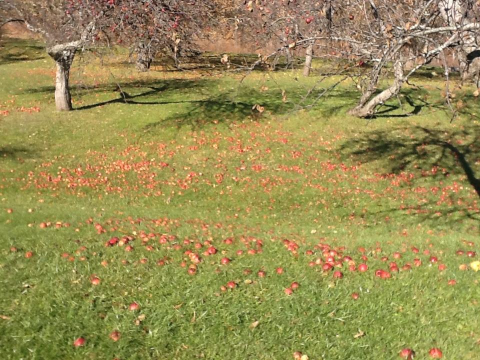 Photo of the fallen apples.